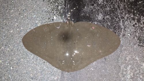 エイの釣果