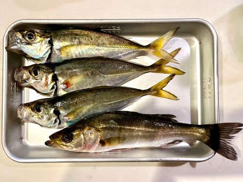 セイゴ（マルスズキ）の釣果