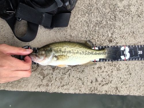 ラージマウスバスの釣果