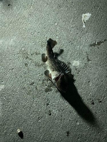 ソイの釣果