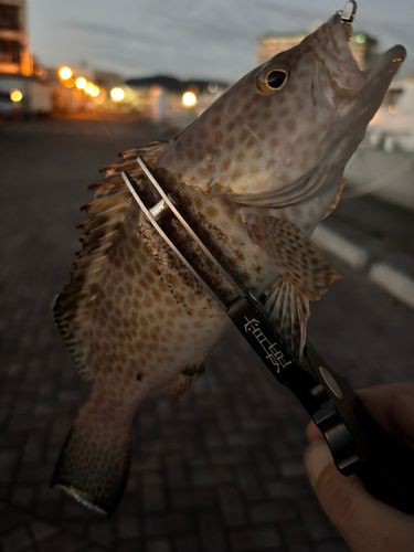 オオモンハタの釣果