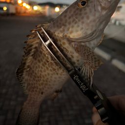 オオモンハタ