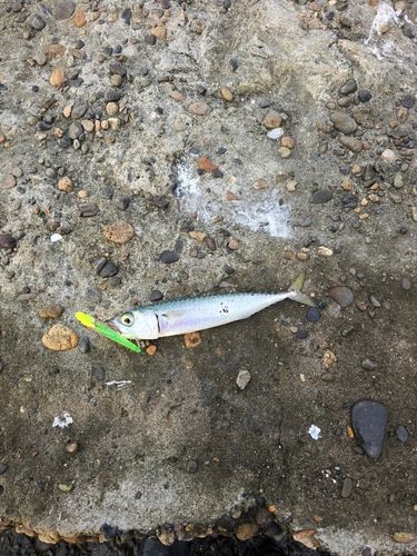 サバの釣果