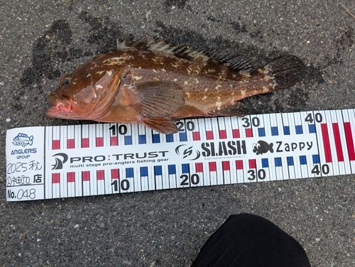 アコウの釣果