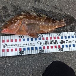 アコウ