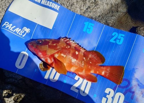 アカハタの釣果