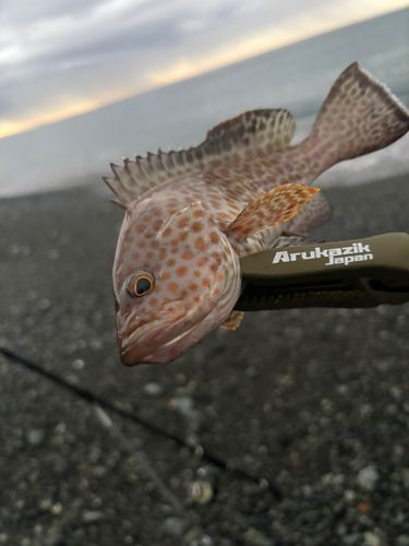 オオモンハタの釣果