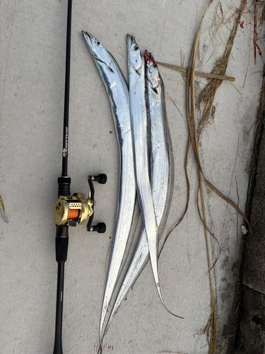 タチウオの釣果