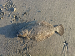 ヒラメの釣果