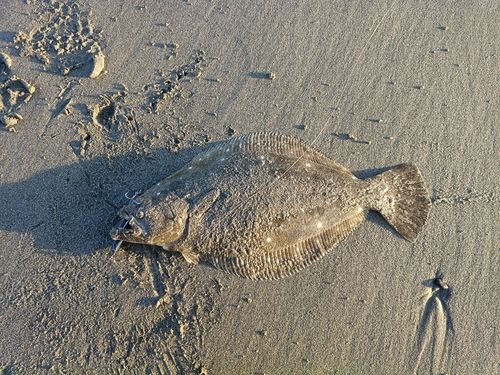 ヒラメの釣果