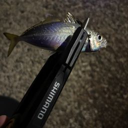 アジ