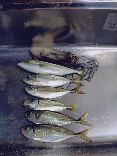 アジの釣果