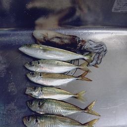 アジ