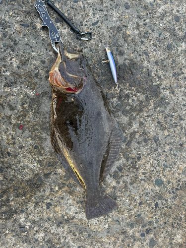 ヒラメの釣果