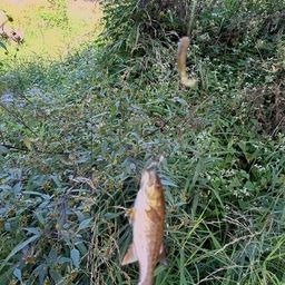 スモールマウスバス