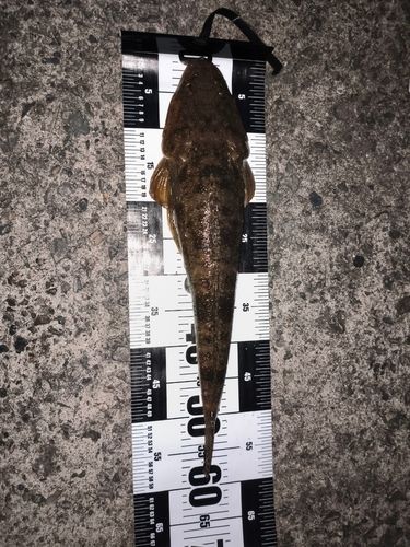 マゴチの釣果