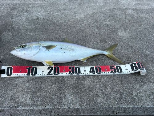 イナダの釣果