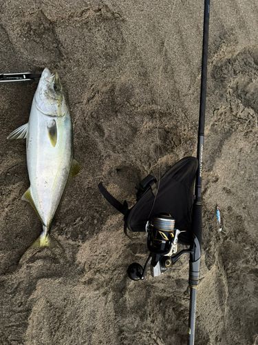 イナダの釣果