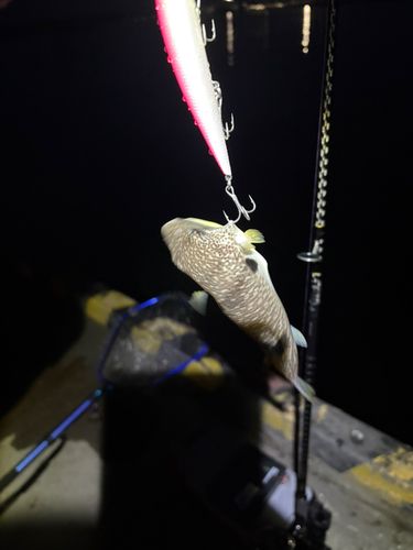 ゴマフグの釣果
