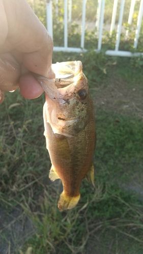 ラージマウスバスの釣果