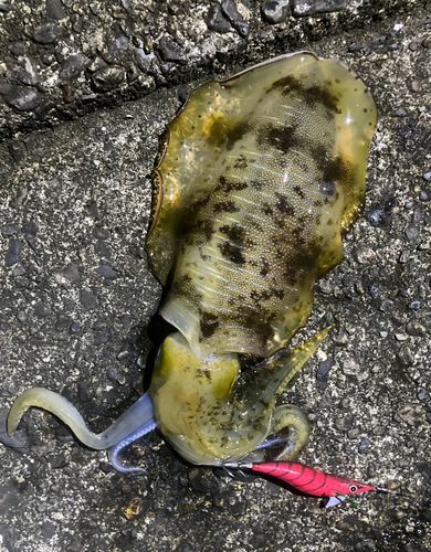 アオリイカの釣果