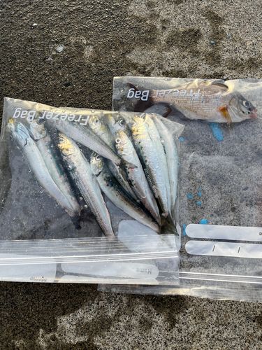 イワシの釣果