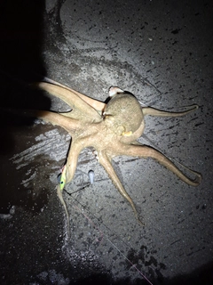 タコの釣果