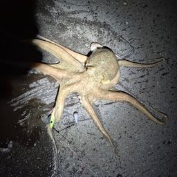 タコ