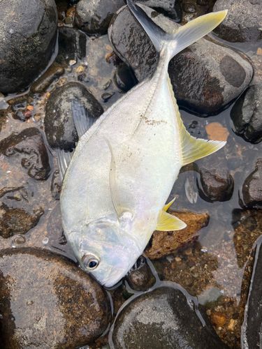 メッキの釣果