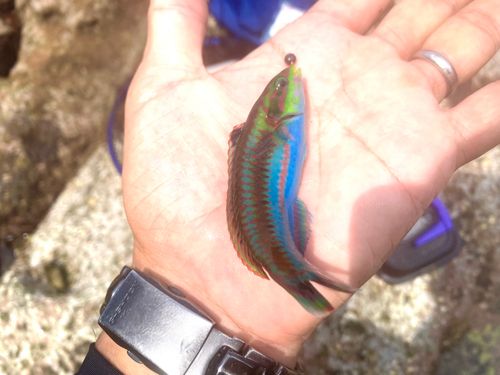 ニシキベラの釣果