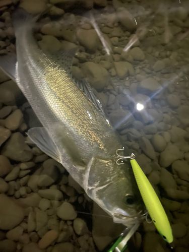 フッコ（マルスズキ）の釣果