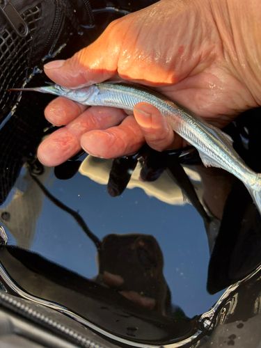 サヨリの釣果