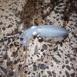 アオリイカ