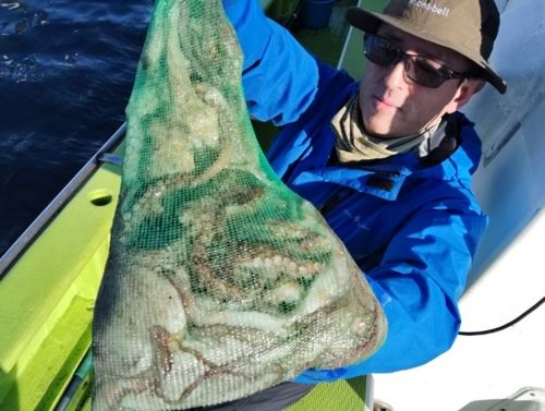 マダコの釣果