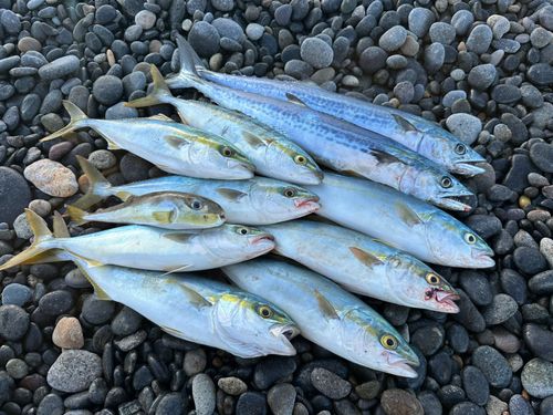 フクラギの釣果