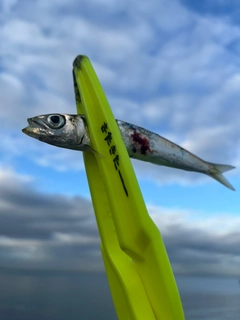 イワシの釣果