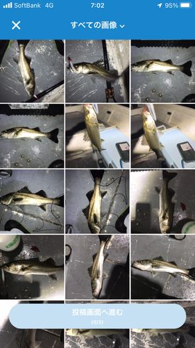 シーバスの釣果