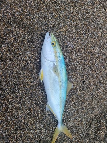 イナダの釣果