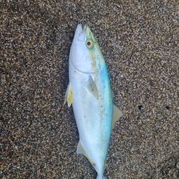 イナダ