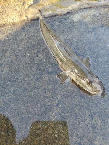 ハゼの釣果