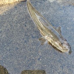 ハゼ