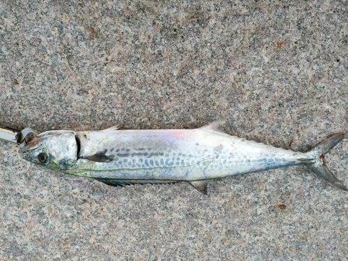サゴシの釣果