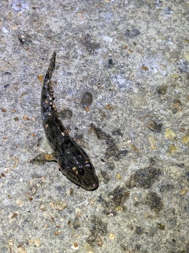 ハゼの釣果
