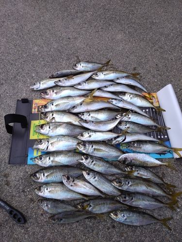 アジの釣果