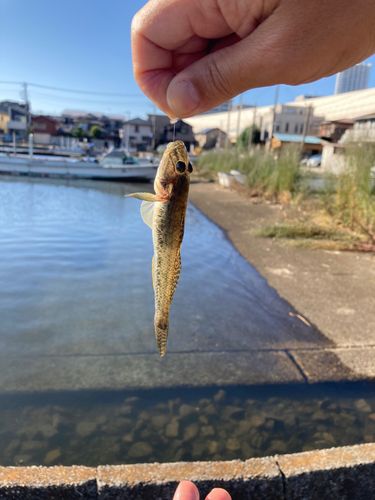 ハゼの釣果