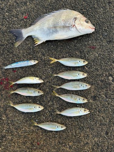 アジの釣果