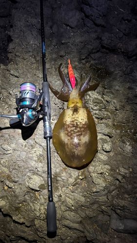アオリイカの釣果