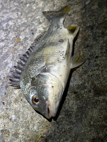 キビレの釣果