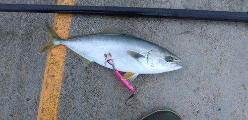 フクラギの釣果