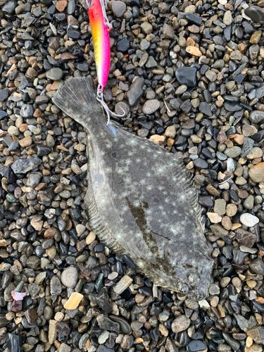 ソゲの釣果